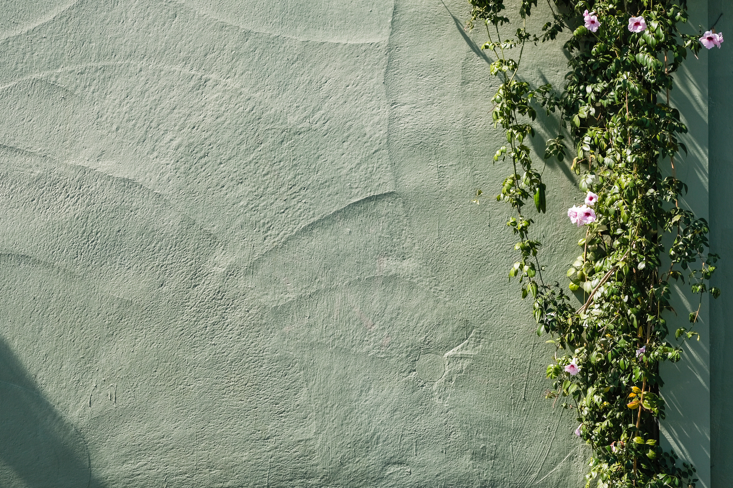 Vines on Concrete Wall 